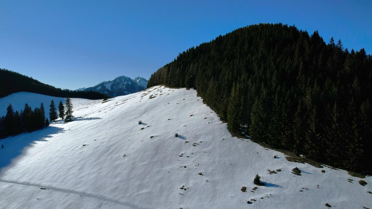 Ein schneebedeckter Hang mit Nadelbäumen unter strahlend blauem Himmel.