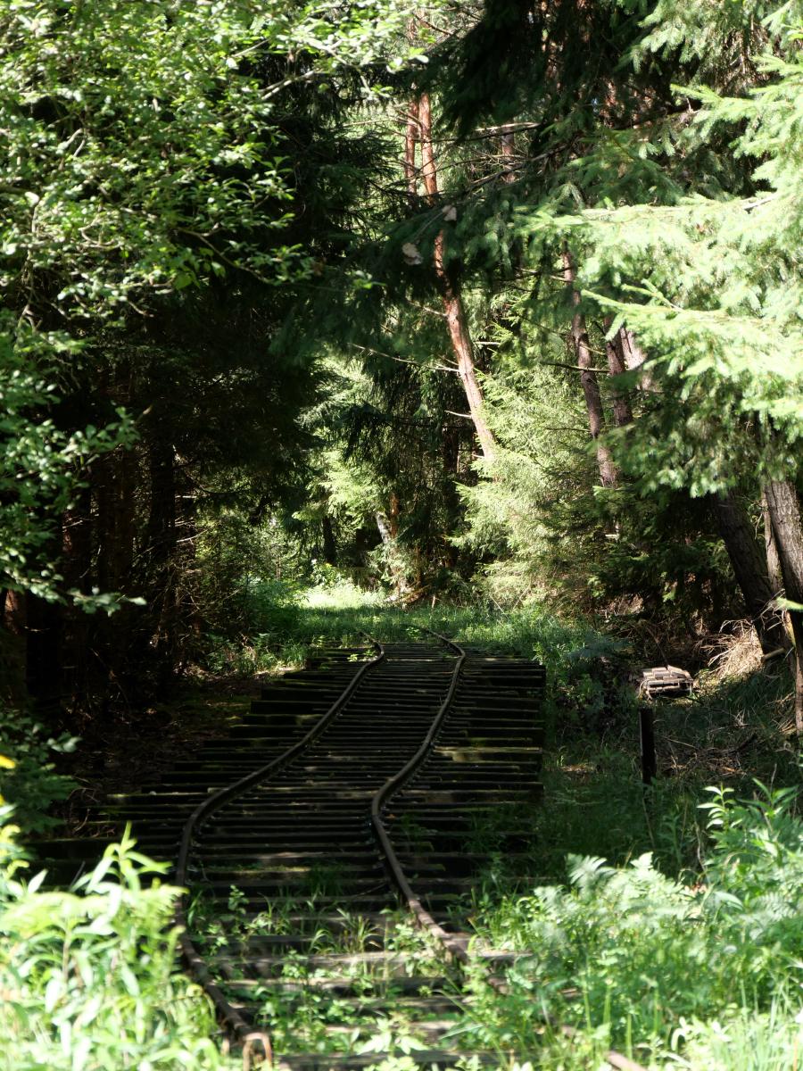 Ein abgelegener Waldweg, umgeben von hoch aufragenden Bäumen und üppigem Grün.