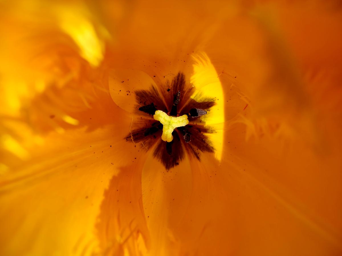 Das Innere einer gelben Tulpe, das Staubgefäße und Pollen zeigt, mit Fokus auf die leuchtende Farbe und die Details der Blüte.