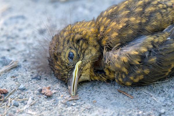 Ein toter Vogel, der auf einem kiesartigen Untergrund liegt. Der Vogel liegt mit dem Bauch auf dem Boden und blickt nach links in die Kamera. Das Auge ist offen. Auf dem Kopf breitet sich eine Art Pilz aus.