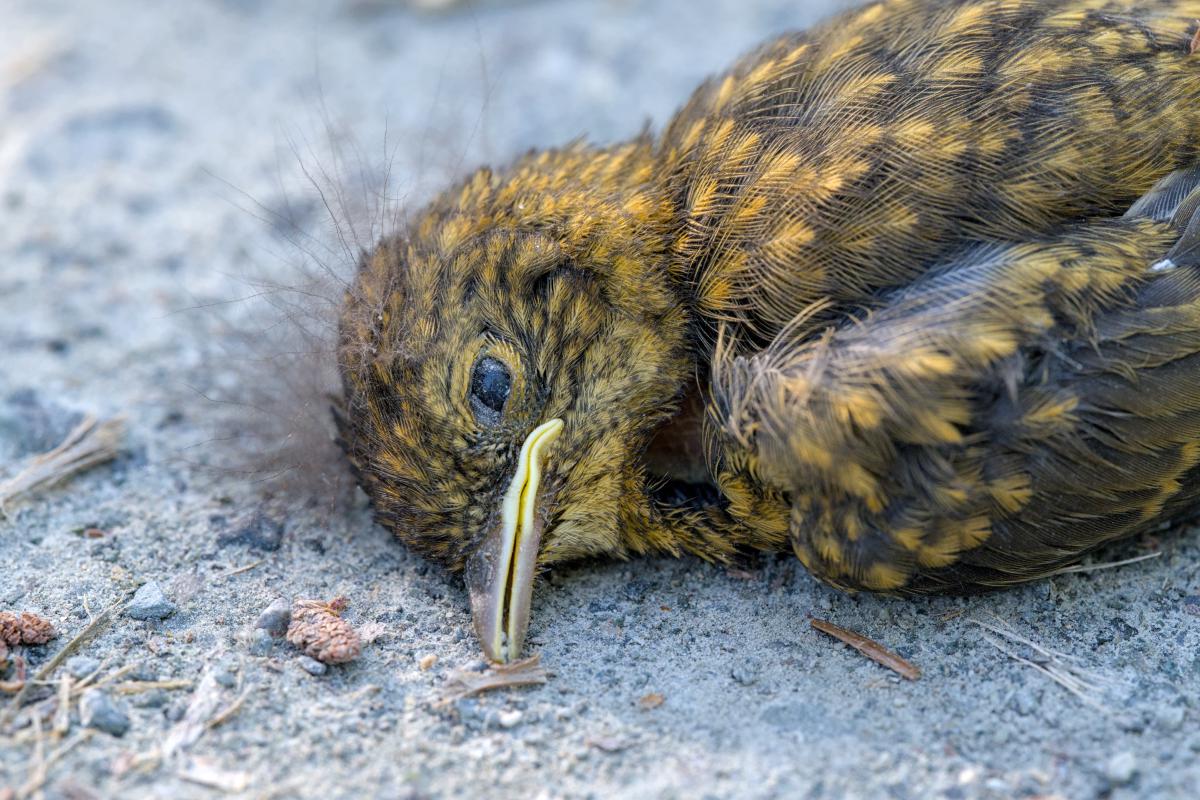 Ein toter Vogel, der auf einem kiesartigen Untergrund liegt. Der Vogel liegt mit dem Bauch auf dem Boden und blickt nach links in die Kamera. Das Auge ist offen. Auf dem Kopf breitet sich eine Art Pilz aus.