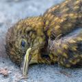 The Last Look - Dead Fledgling on the Gravel