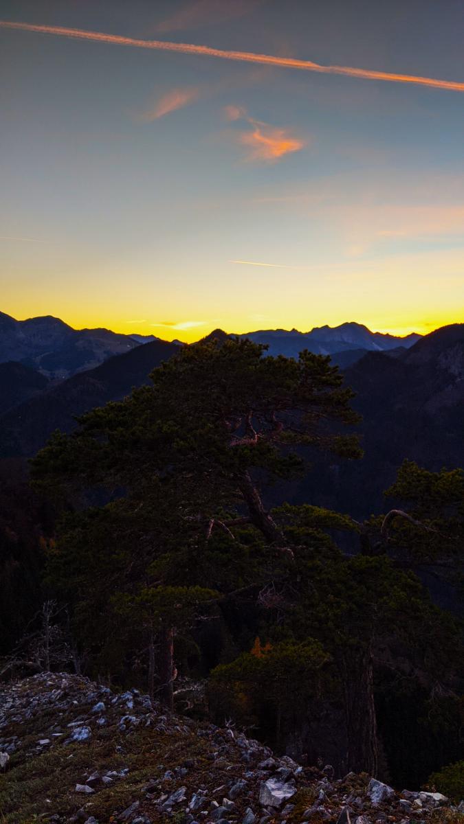 En knotig svarttall växer ur en klippig kam i förgrunden, med skiktade bergsryggar och en gul-orange solnedgångshimmel bakom.