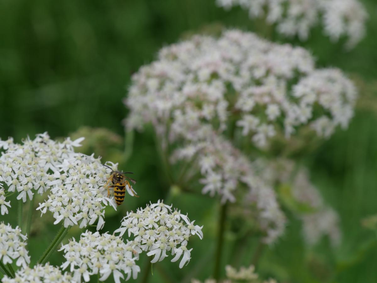Eine Wespe, die an weißen Blütendolden Pollen sammelt, vor einem tiefgrünen Laubhintergrund.