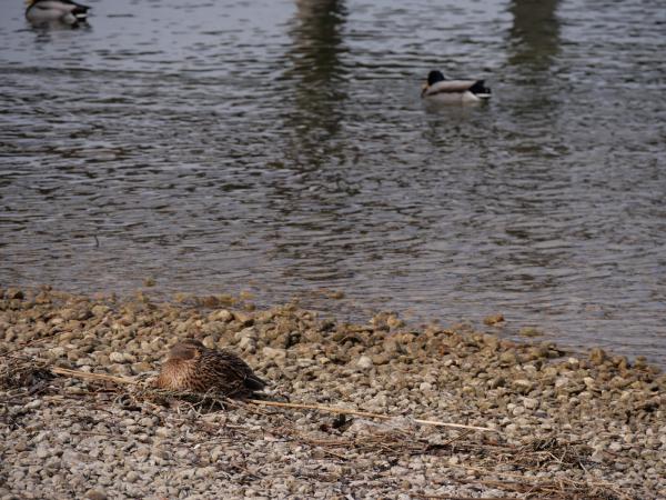 En gräsandshona vilar lågt på en grusstrand bland torr vass, nästan i stenarnas färg, medan två hanar simmar på det grå vattnet bakom.