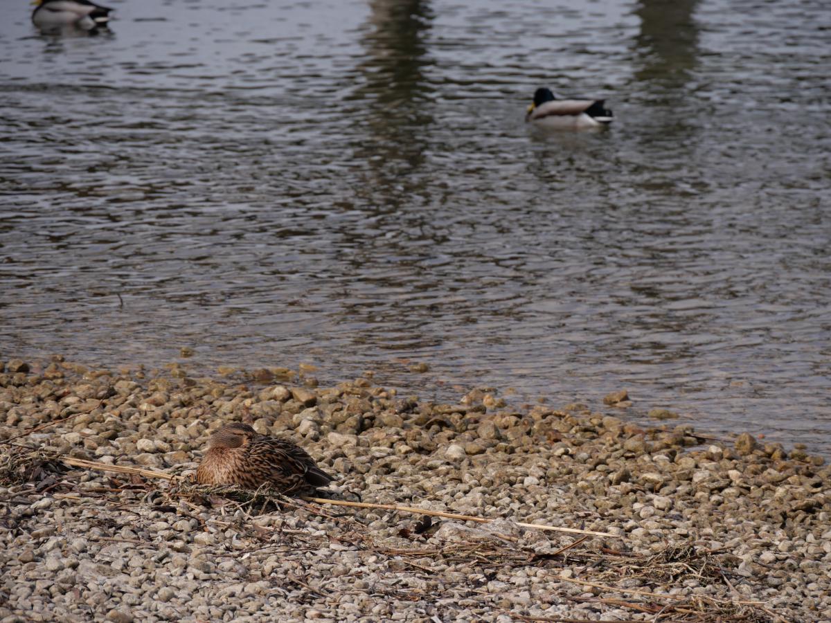 A female mallard rests low on a gravel shore among dry reeds, almost the colour of the stones, while two drakes swim on the grey water behind her.