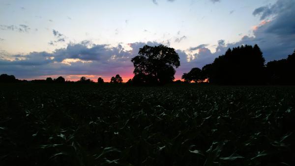 Ein einzelner Baum steht inmitten von Maisfeldern vor der Kulisse eines dramatischen Sonnenuntergangshimmels.