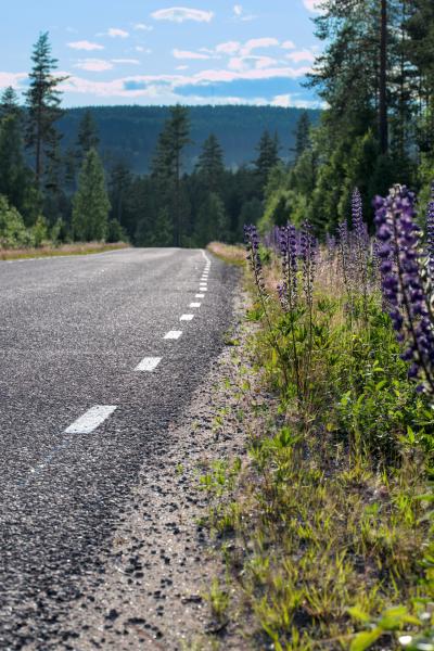 Einige schöne lila Blumen neben einer freien schwedischen Straße.