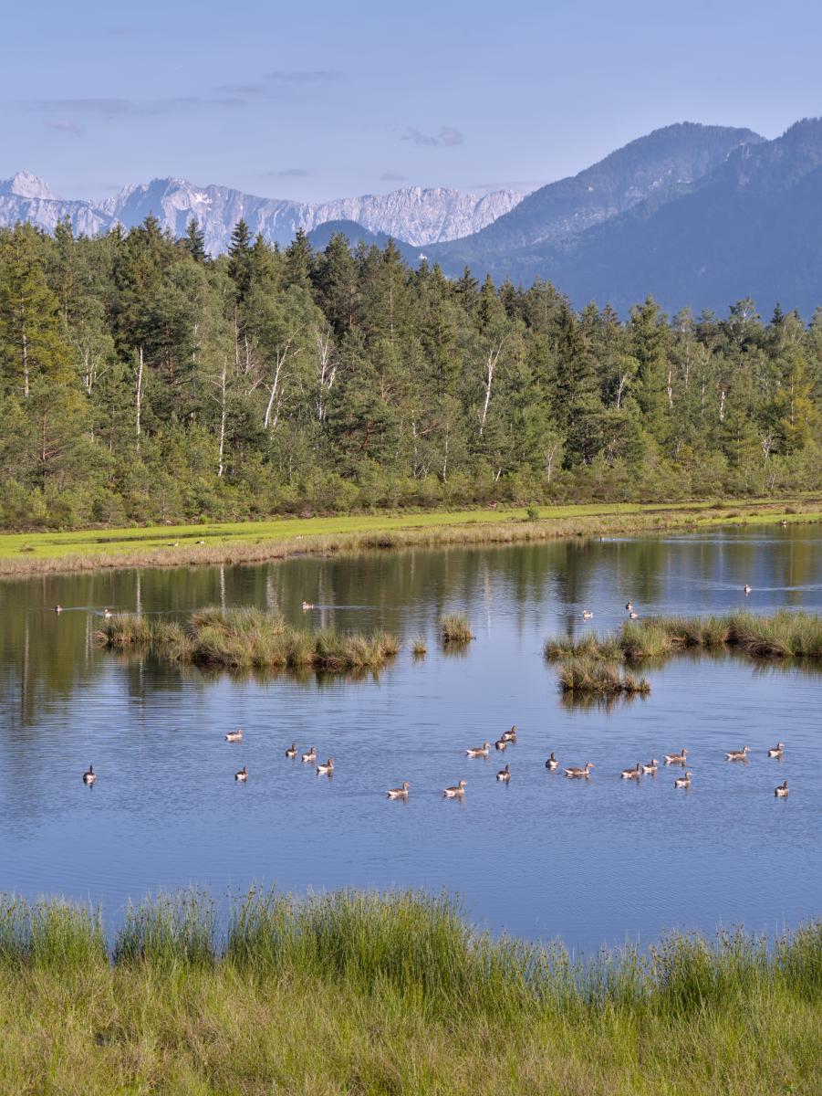 Einige Gänse in einem See, mit einem Wald hinter ihnen und in der Ferne den schroffen Bergen.