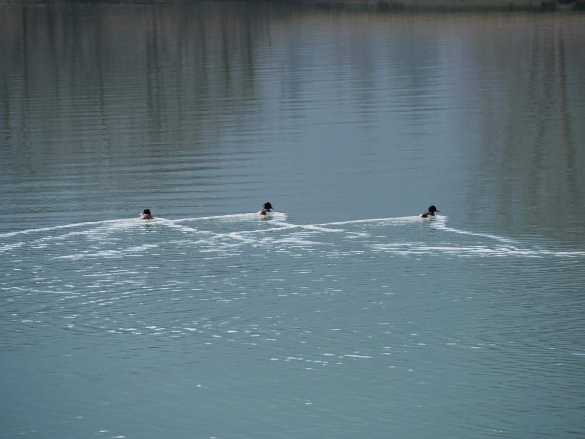 Drei Enten, die beim Schwimmen in einer Reihe über einen Fluss Wellen erzeugen, mit der Spiegelung des Himmels auf dem Wasser.
