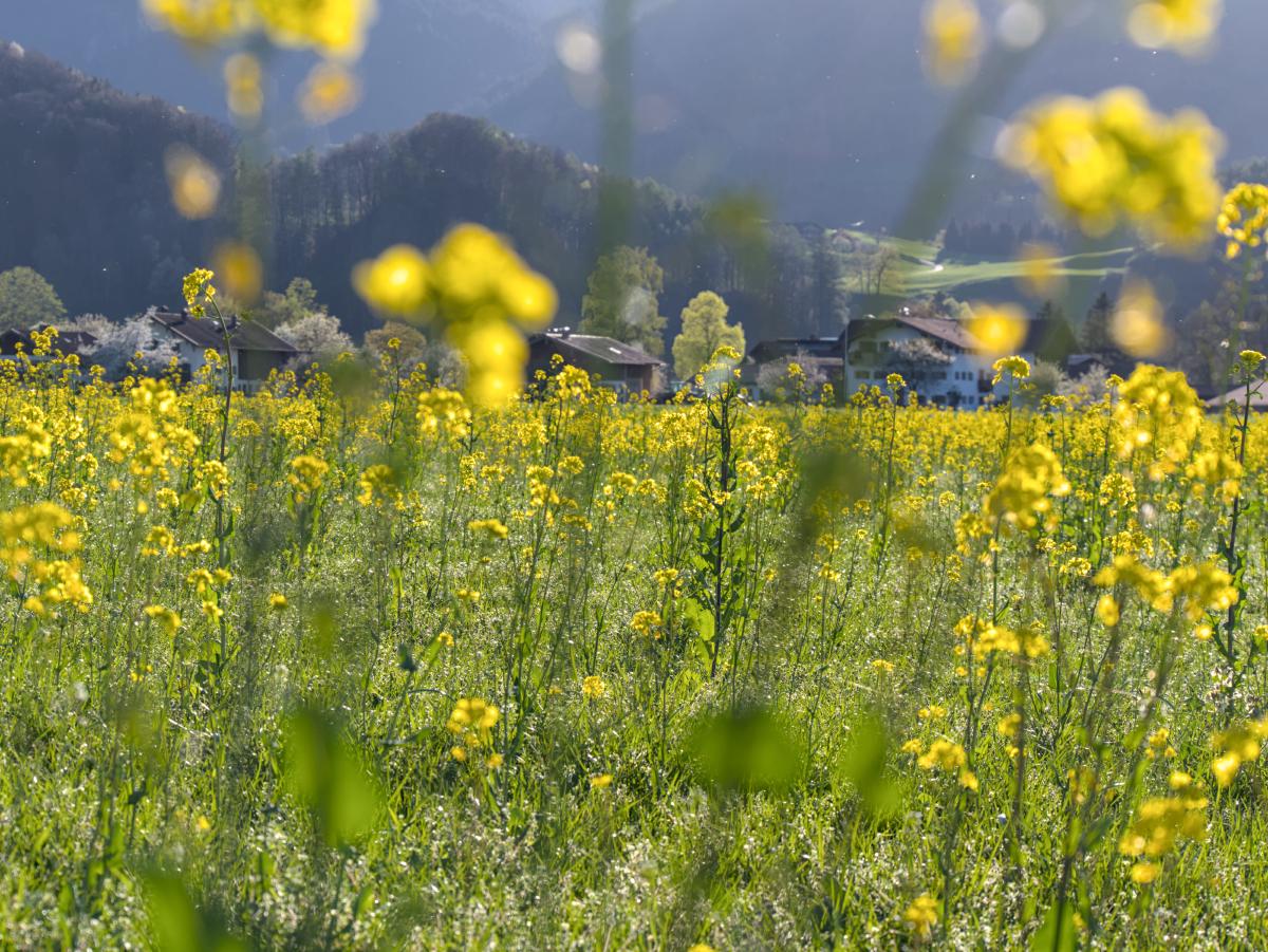 Einige gelbe Blumen mit einigen Häusern dahinter. Im Hintergrund liegen die Berge.