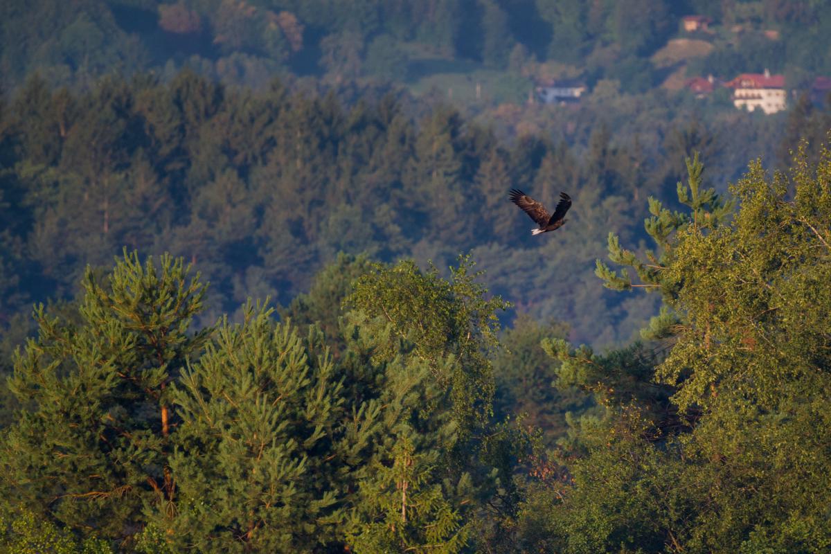 Ein Seeadler, der durch die Szene auf einige Bäume zufliegt, die Flügel mitten im Schlag erhoben. Im Hintergrund sind ein Bergwald und einige Häuser zu sehen.