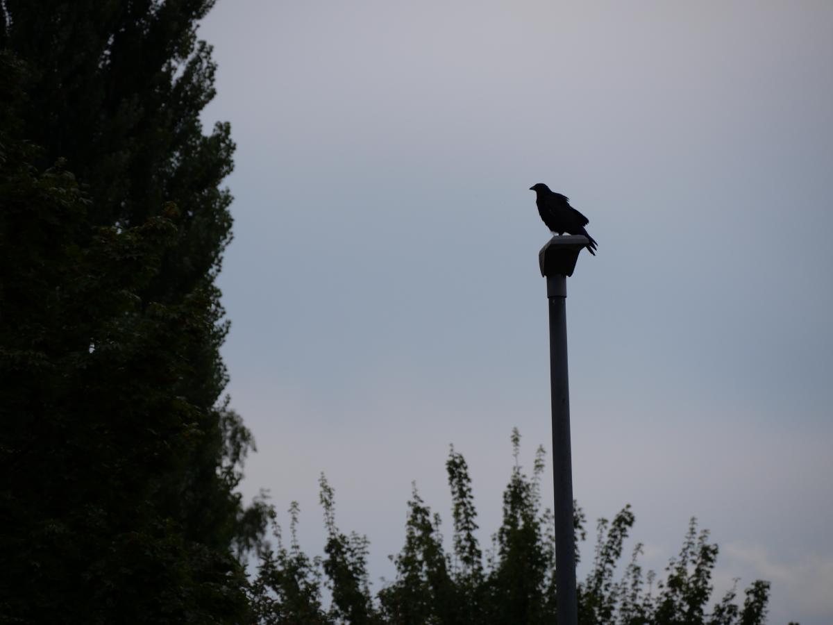 Eine Krähe sitzt als Silhouette auf einer Straßenlaterne vor einem gleichmäßig grauen Abendhimmel, am linken Bildrand dunkle Pappeln.
