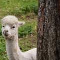 Tree Cover - Alpaca Peeking Out From Behind a Trunk