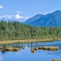 Tussocks and Blue - A Bog Lake in High Summer
