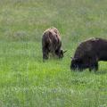 Two Heads Down - Wisents Grazing the Tall Grass