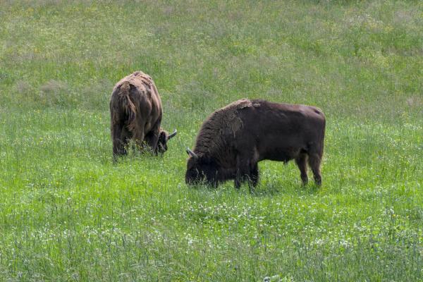 Zu sehen sind zwei Wisente / Europäische Bisons, die auf einer Wiese stehen.