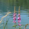 Two Spikes of Purple - Loosestrife at the Water's Edge
