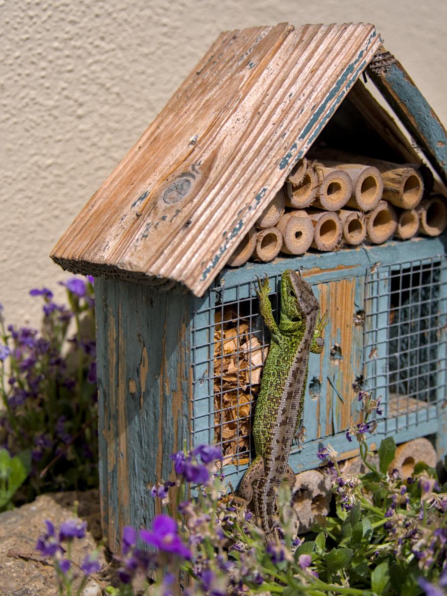 Eine Eidechse, die an einem Insektenhotel / Insektenhaus hängt. Die Eidechse ist eine grüne / männliche.