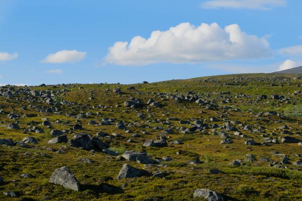 En grön fjällsluttning i Lappland, översållad med otaliga lavklädda stenar som glaciärerna lämnade efter sig när de drog sig tillbaka. Himlen är blå med fluffiga vita moln.