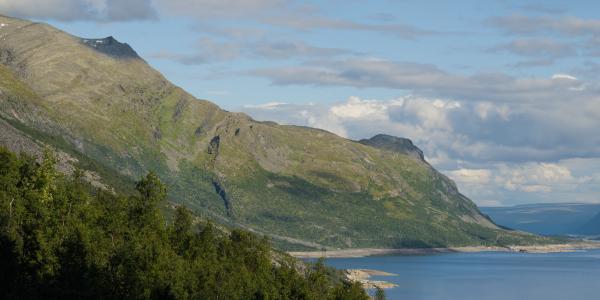 Sommarvy över Akkajaure i Lappland: en lång, grön fjällsluttning med partier av grå ur och några snöfläckar nära den steniga toppen sluttar ner mot det djupblå vattnet. Ett ljust band av kala klippor kantar stranden, björkar fyller förgrunden och i fjärran försvinner en vidsträckt fjällplatå i blått dis under spridda moln.