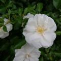 White and Gold - A Single Rose Against Dark Leaves