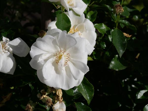Reinweiße Rosenblüten mit einem Hauch Creme in der Mitte, eingebettet in einen üppigen Garten, wobei einige Blütenblätter zu welken beginnen.