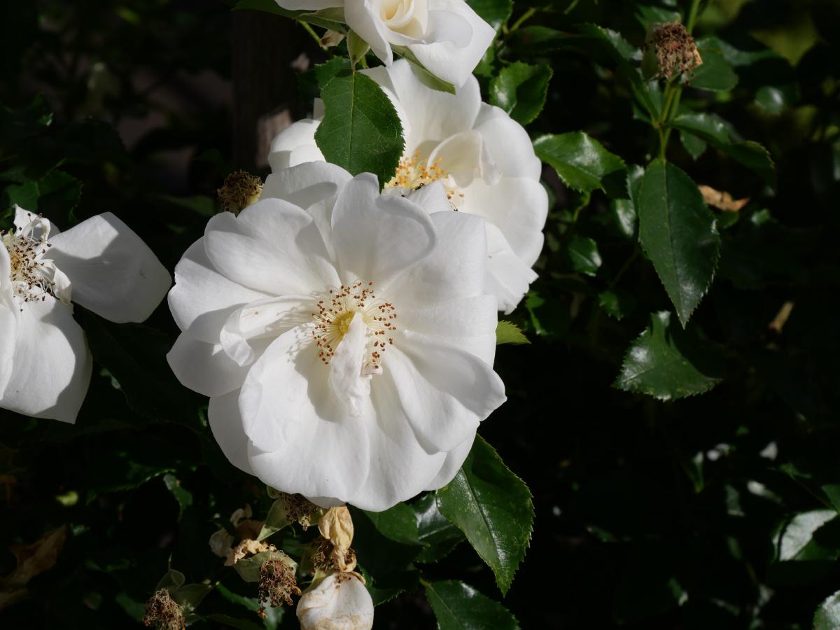 Reinweiße Rosenblüten mit einem Hauch Creme in der Mitte, eingebettet in einen üppigen Garten, wobei einige Blütenblätter zu welken beginnen.
