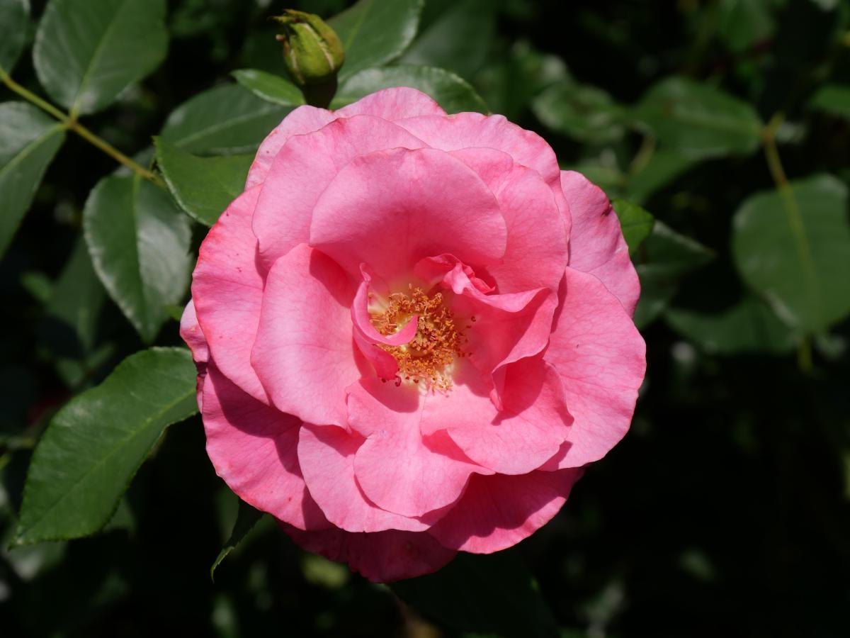 Eine leuchtend rosa Rose mit markanten Blütenblättern und einer Knospe im Hintergrund, inmitten grünen Laubs.