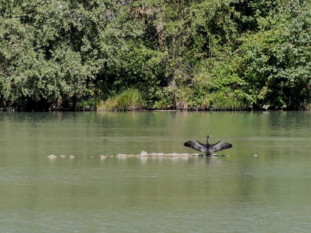 Ein schwarzer Vogel, der auf einigen Steinen mitten in einem Fluss sitzt. Er hat die Flügel weit ausgebreitet.