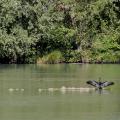 Wings Out to Dry - Cormorant on a Midstream Rock