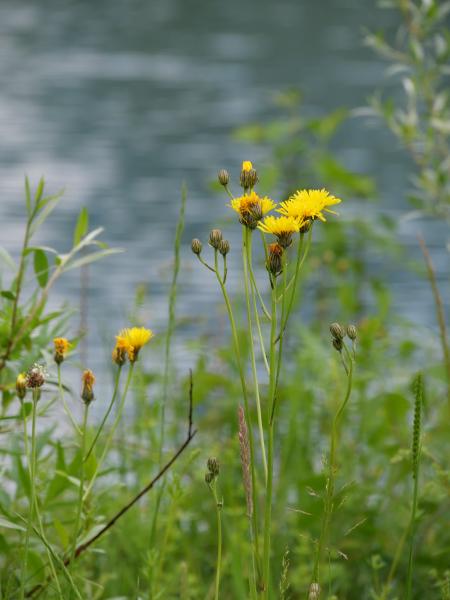 Gelbe Wildblumen im Fokus, mit einem friedlichen See und Grün, sanft unscharf im Hintergrund.