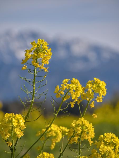 Einige Blumen auf einem Feld und die Berge im Hintergrund.