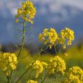 Yellow Before the Snow - Rapeseed Under the Kaiser Range