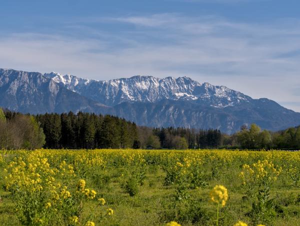 Einige Blumen auf einem Feld und die Berge im Hintergrund.