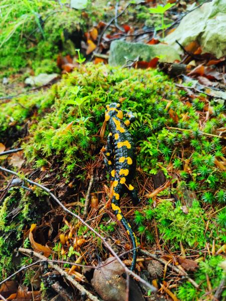En eldsalamander med blank svart hud och lysande gula fläckar kryper över en kudde av grön mossa beströdd med boklöv och kvistar.