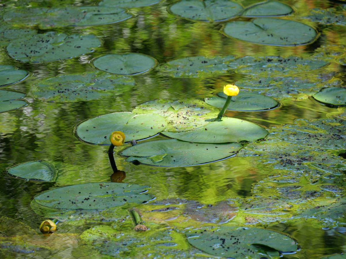 Leuchtend gelbe Seerosen, die auf einem ruhigen Teich mit verstreuten grünen Seerosenblättern und spiegelndem Wasser treiben.